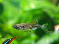 danio lamparcie sklep zoologiczny GRUBY KOCUR rzeszów