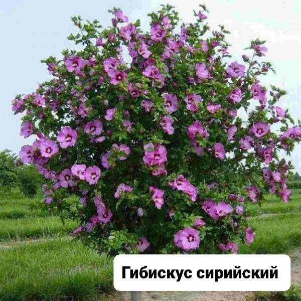 Гібіскус сірійский