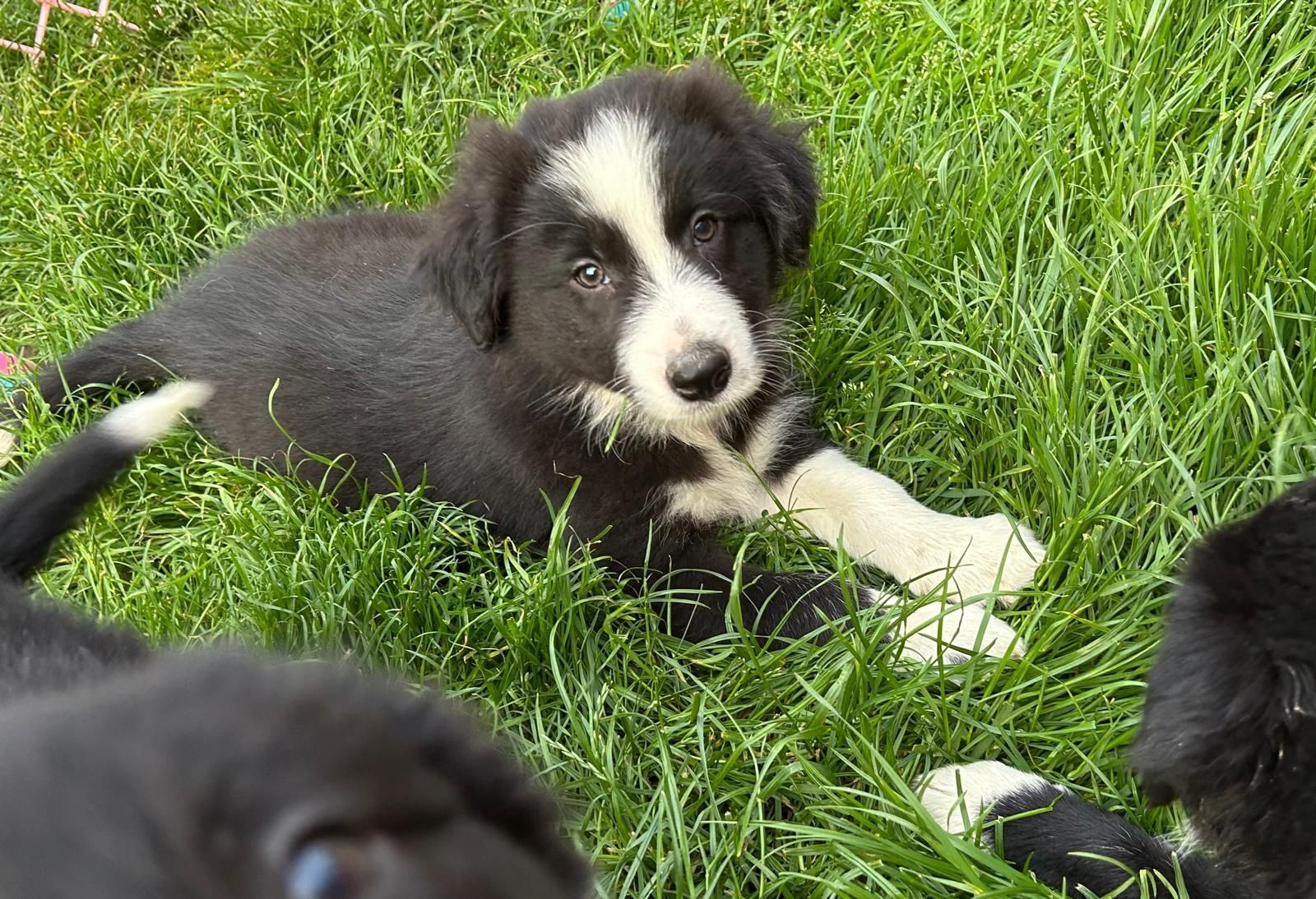 Border Collie piesek czarno biały z badaniami genetycznymi po Champio