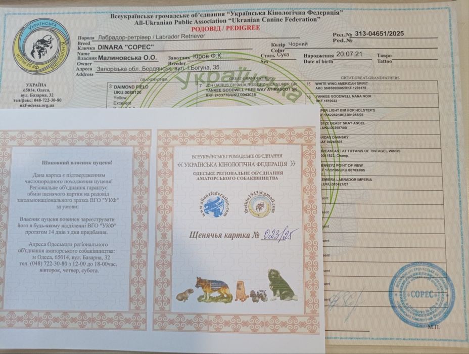 Лабрадорчик з родоводом. УБД та ВПО з прифронтових знижка!
