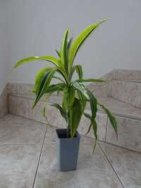 dracena deremeńska  Lemon