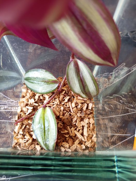 Terrarium na zamówienie
