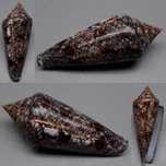 Conus gloriamaris (Chemnitz, 1777) 67,82 mm