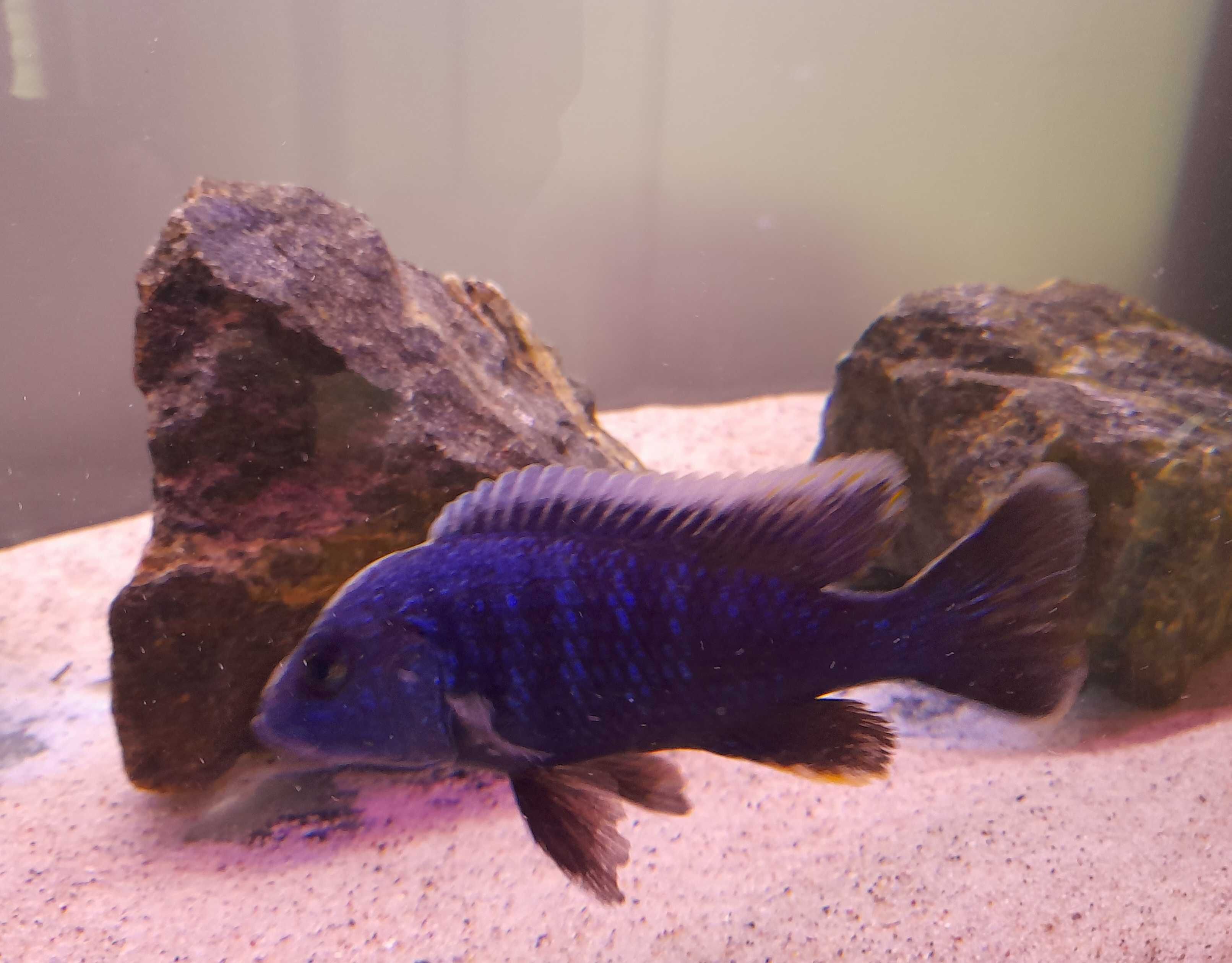 Pyszczaki Sciaenochromis Fryeri Pyszczak lazurowy