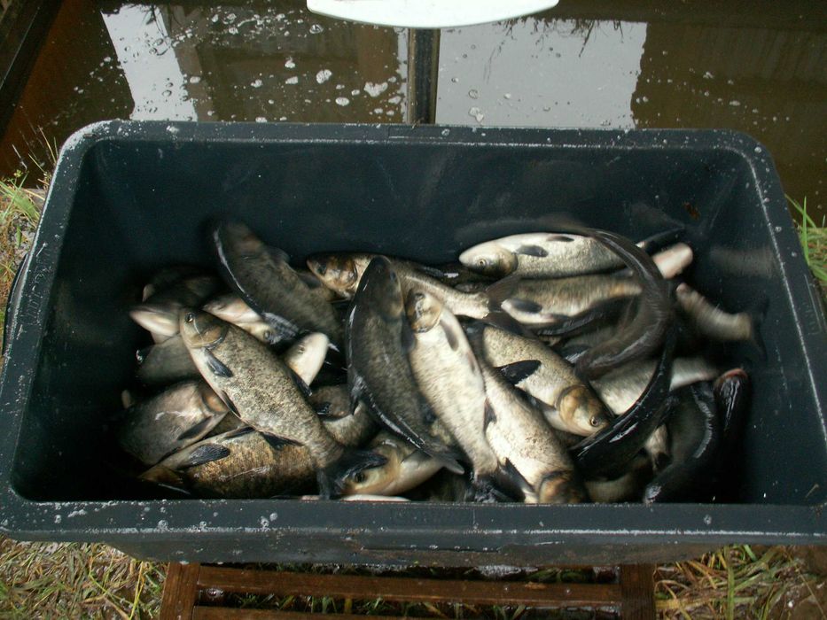 karpie koi, karasie kolorowe ozdobne i inne ryby