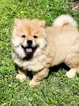 Chow Chow Szczeniaki Piesek