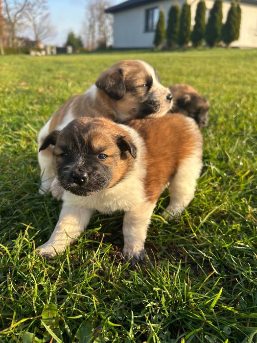 Szczenięta oddam w dobre ręce