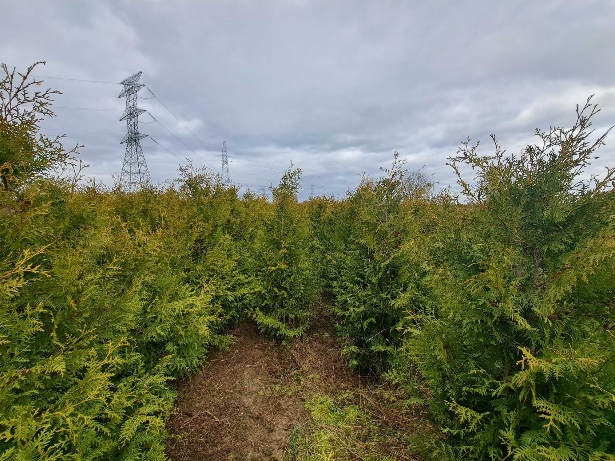 Thuja Brabant wys. 210-220.cm. 29zł/Rabaty