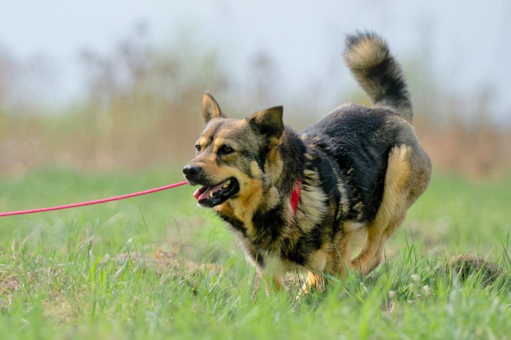 Łajka, mloda niezależna sunia