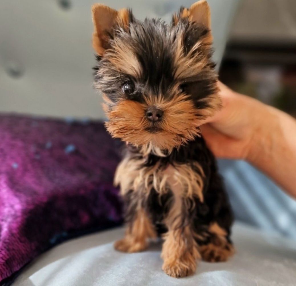 Yorkshire Terrier York FCI SUCZKA