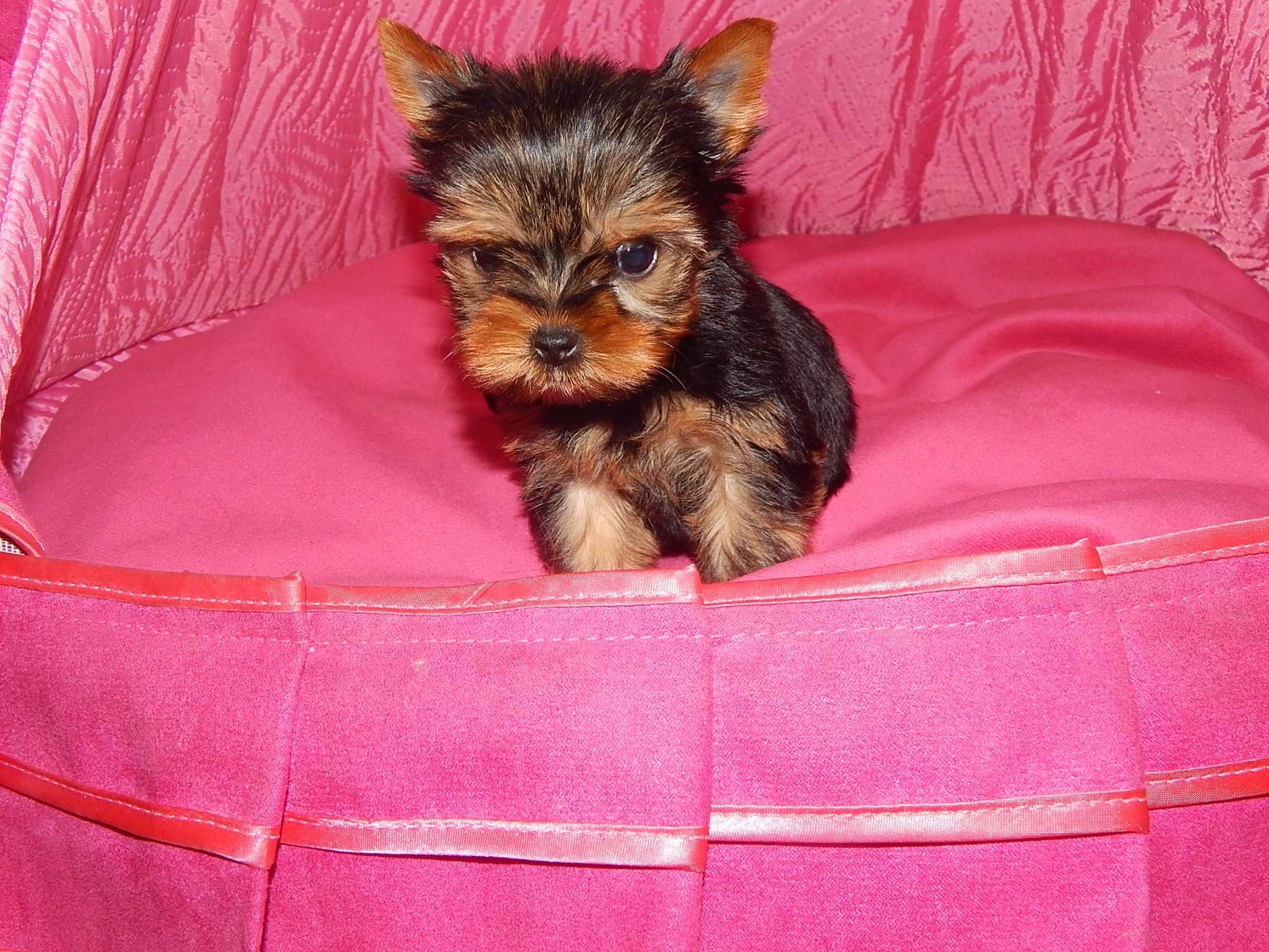 *** Yorkshire Terrier Śliczna Mini Dziewczynka Black Tan ***