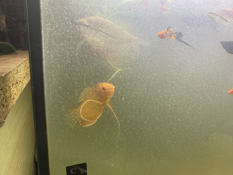 Sprzedam rybki akwariowe, akwarium całość