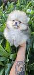 Szpic miniaturowy pomeranian cudowne merle