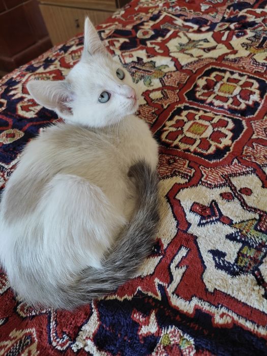 Кошеня котик, кіт