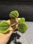 pilea moon valley  roślina