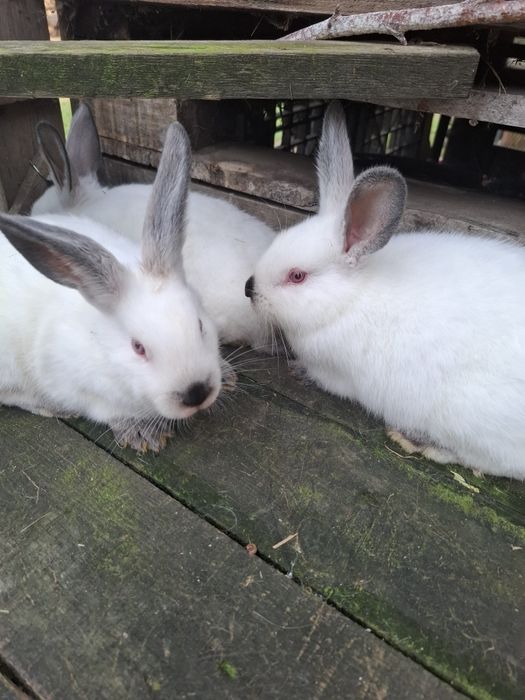 Młode kalifornijski czarny