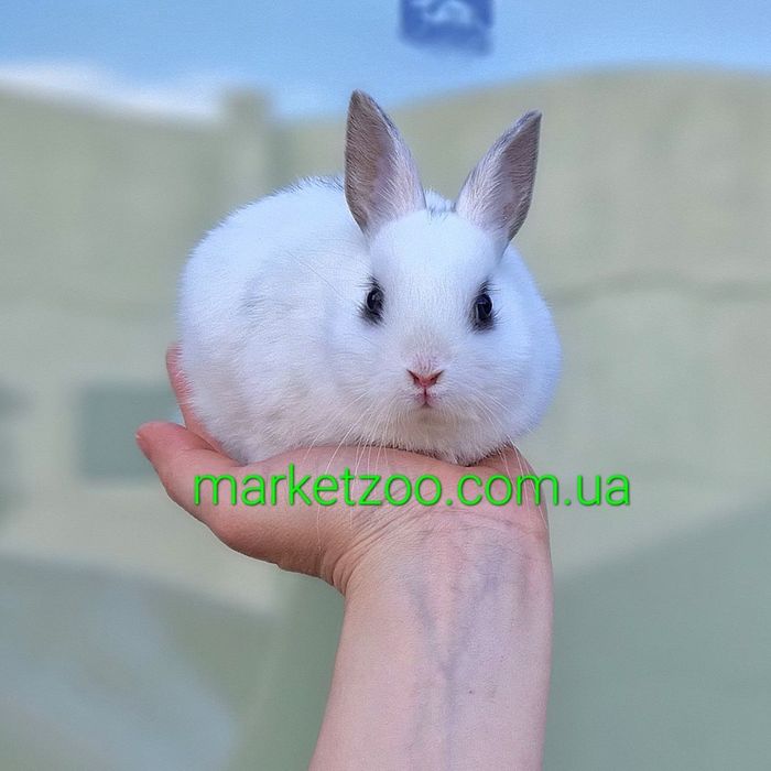 Карликовые мини кролики, карликовый кролик