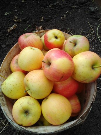Яблоки домашние продажа