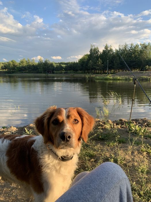 Єпаньол бретон , шукає дівчинку на вязку