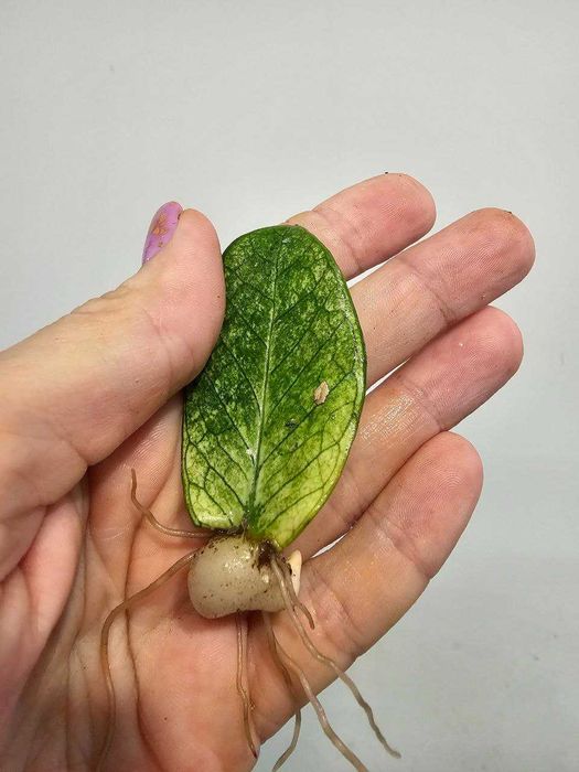 Заміокулькас укоріненні листики з гарним корінням багато сортів