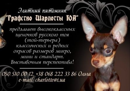 Щеночки тоя:цветники и классика! КСУ,чип,привиты! Родился новый помет