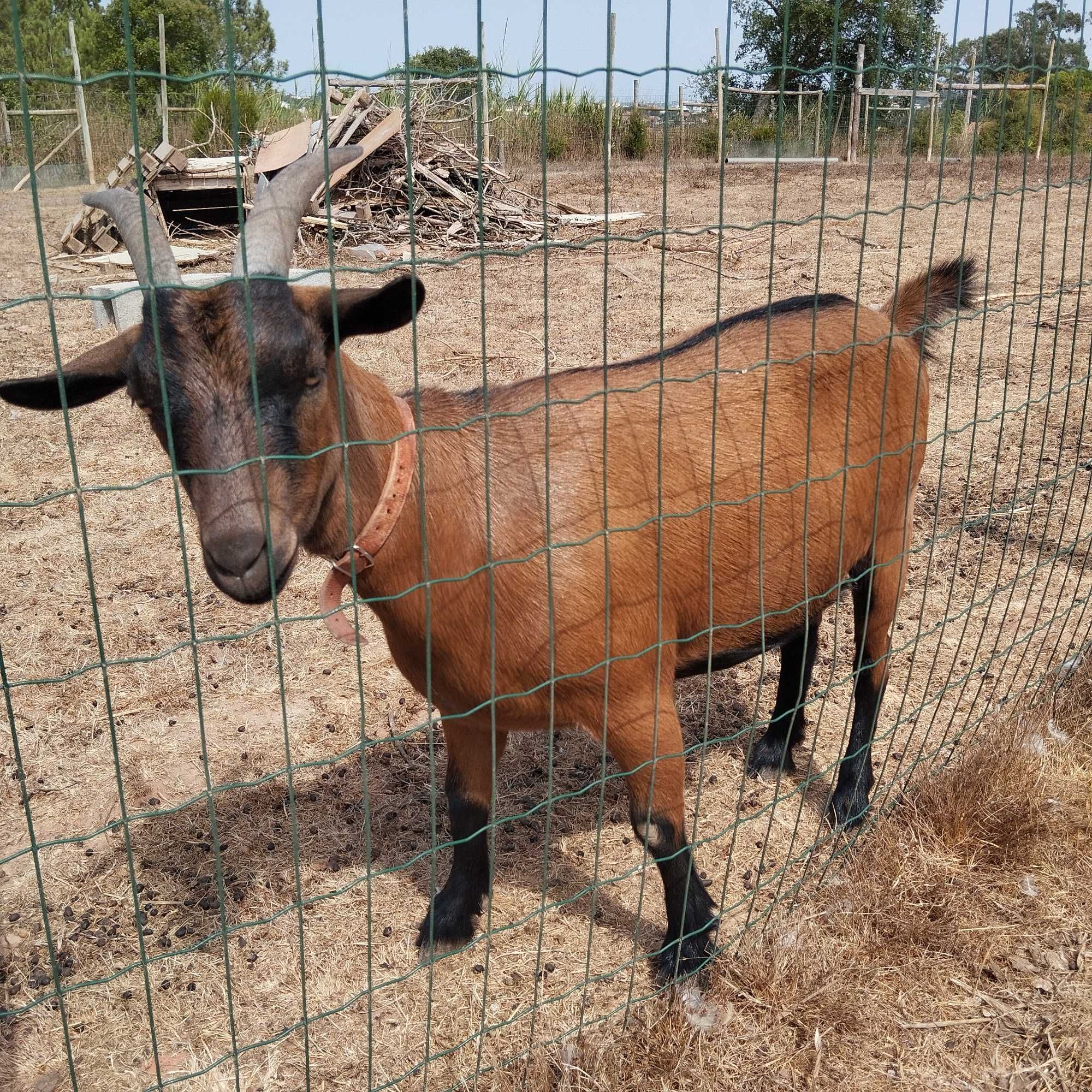 Cabras anas tipo Montez