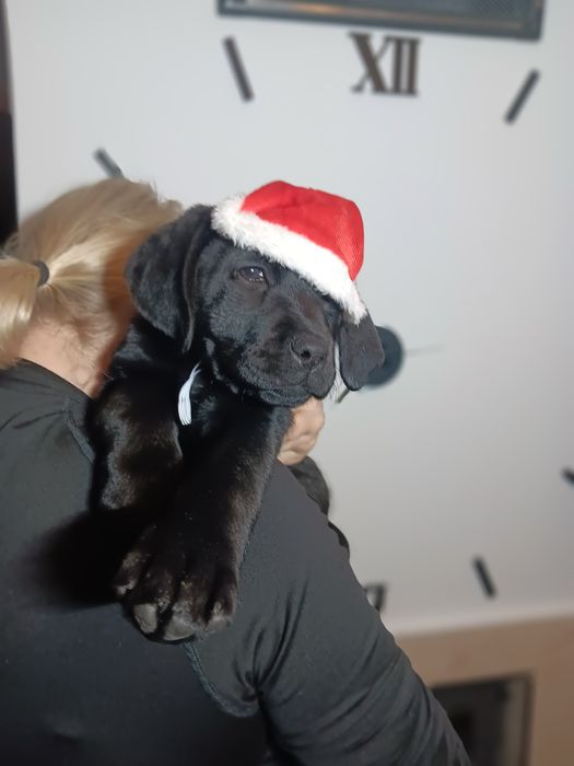 Labrador Retriever szczenie Wspaniałej Budowy Po ojcu pochodzenia FCI