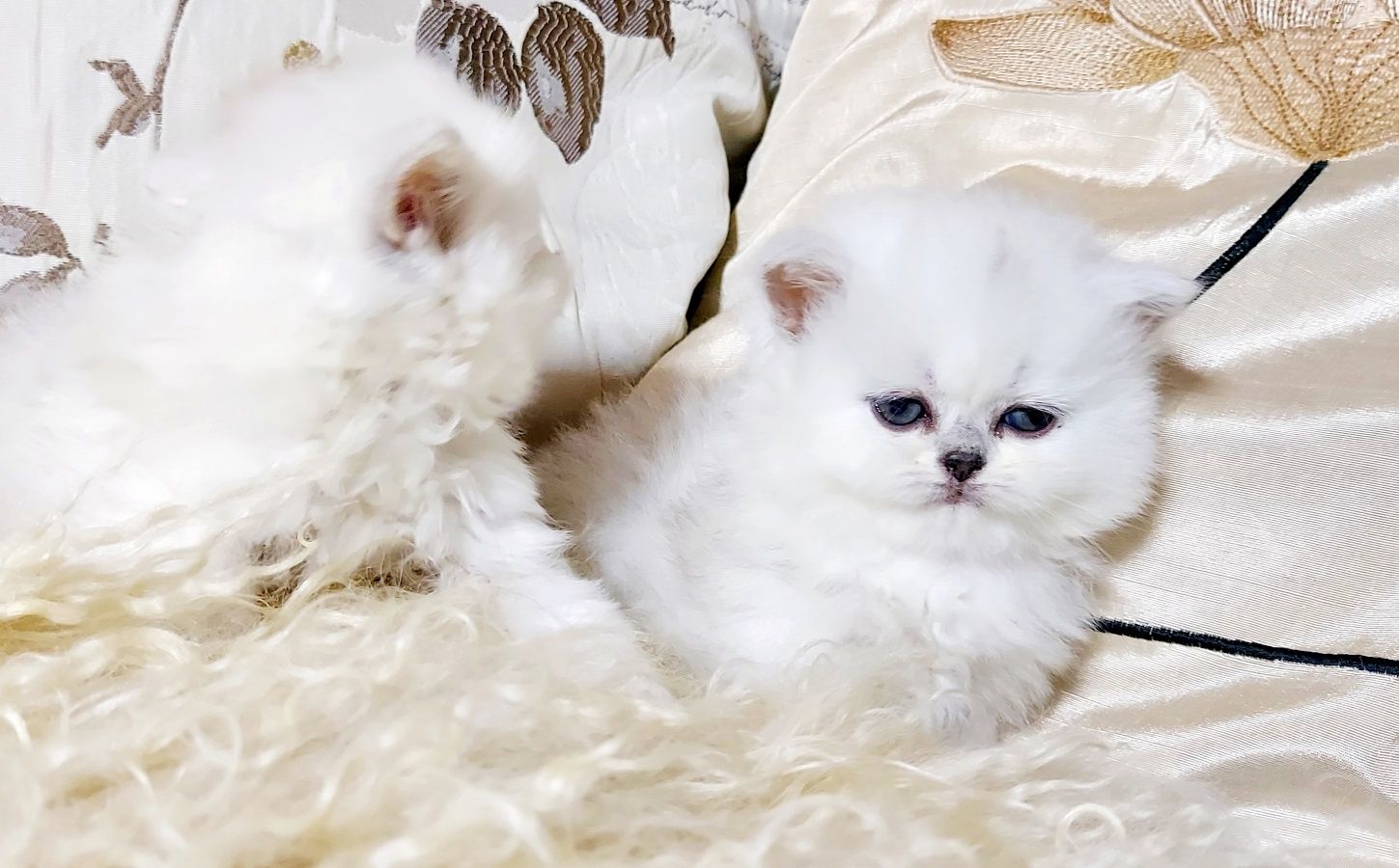 Распродажа! Котята британской серебристой шиншиллы купить в Киеве в Ук