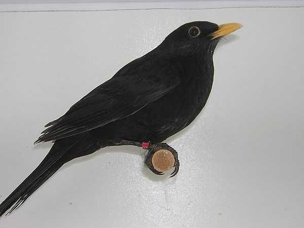Aves insetivoras anilhadas2024/2025
