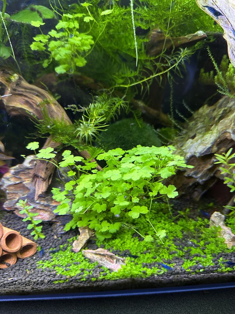Rośliny akwariowe