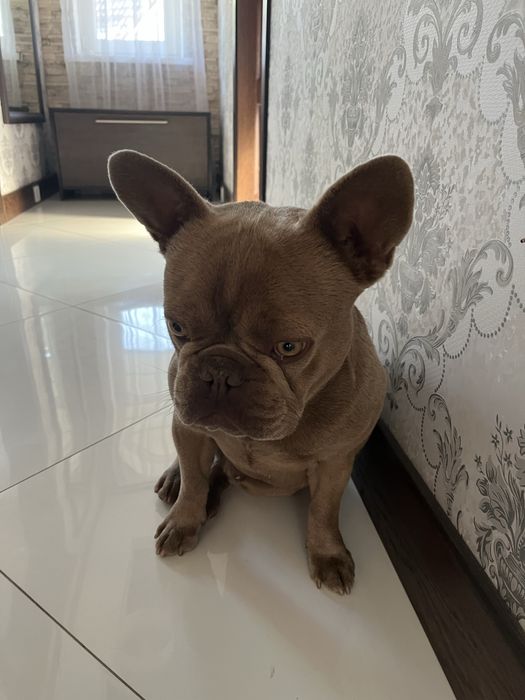 Французький бульдог, вʼязка