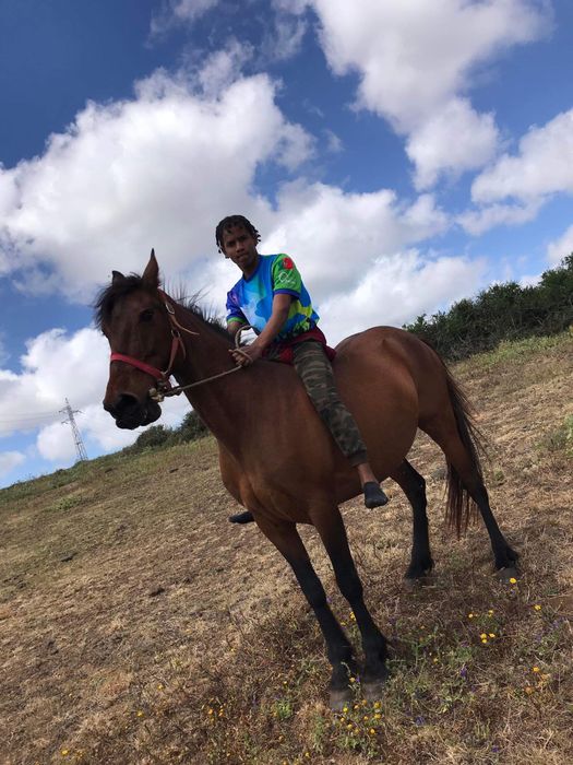 Égua puta lusitano
