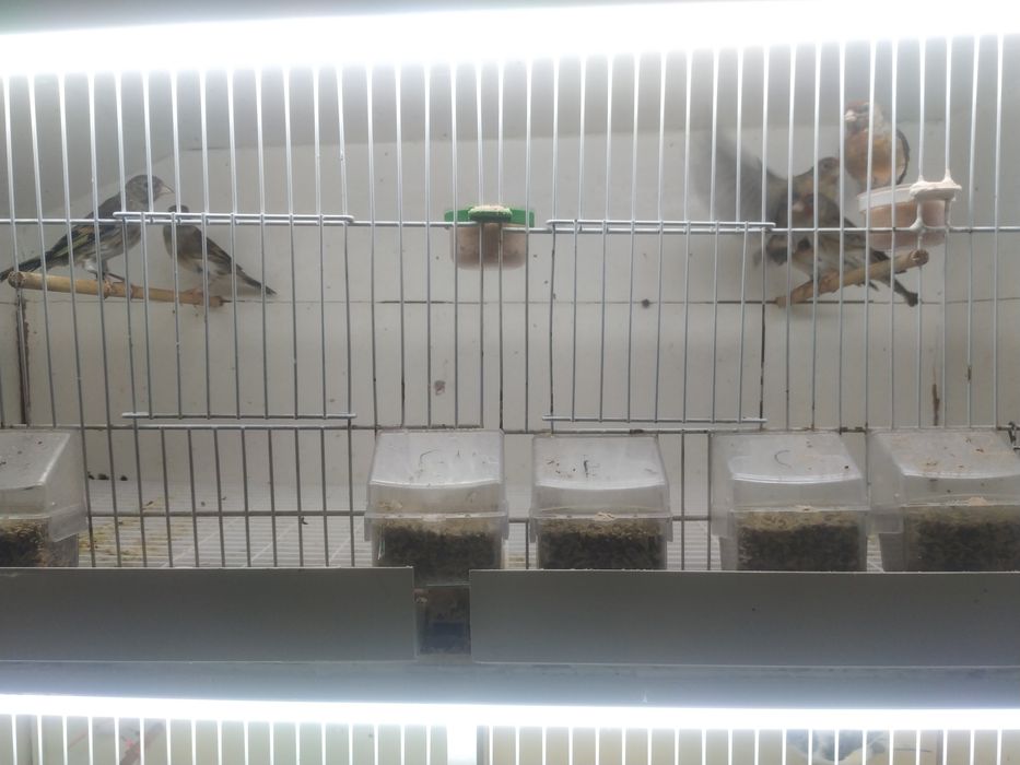 Mestiças de pinta canaria