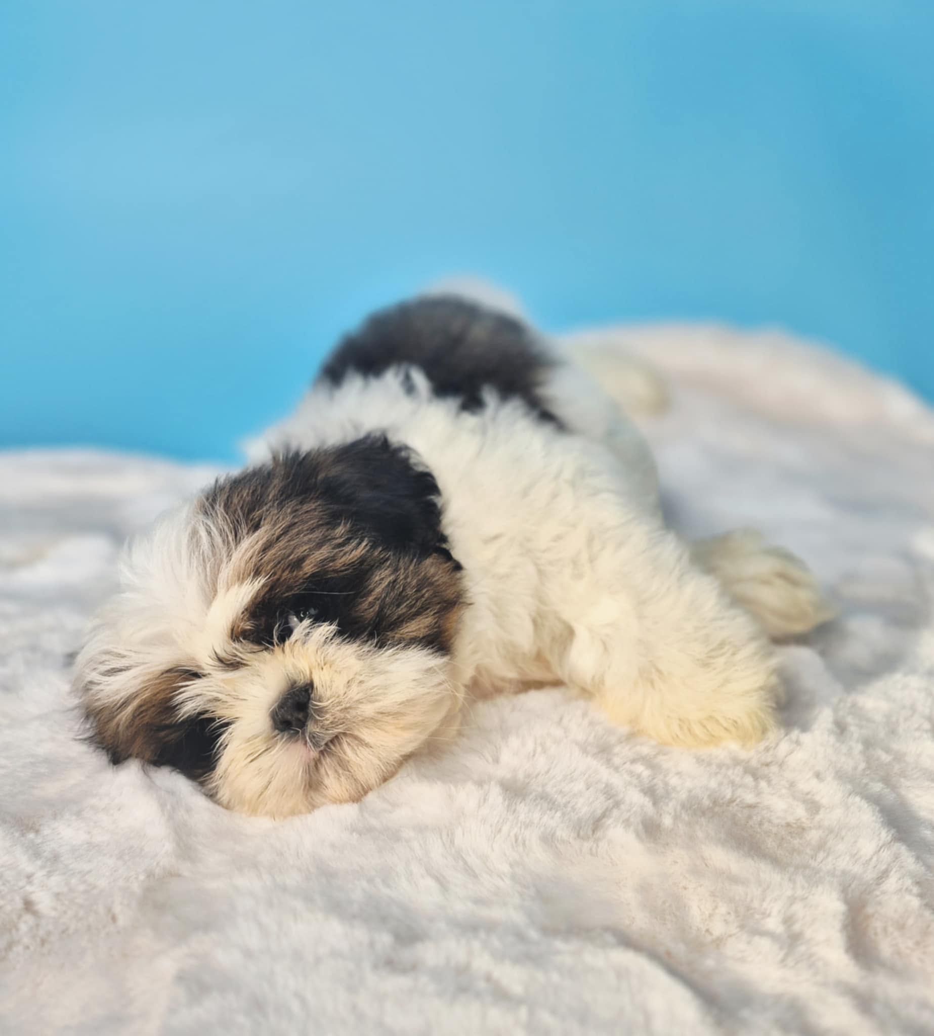 Shih Tzu samiec gotowy do odbioru