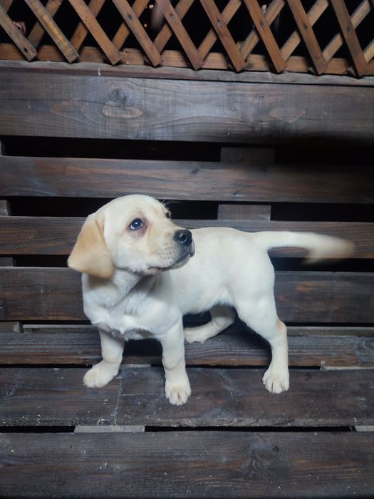 Цуценята Лабрадор -ретрівер