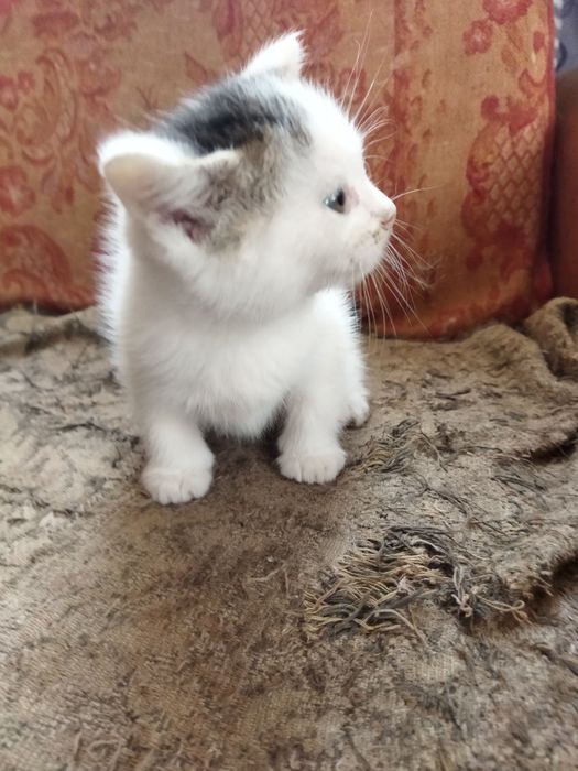 Маленькі котики шукають