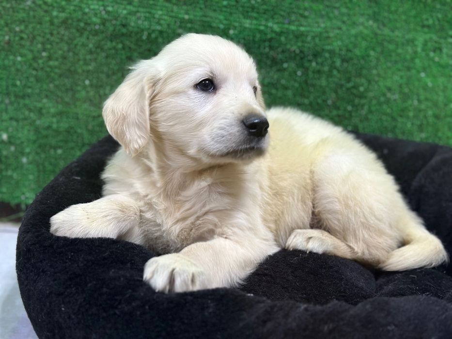 Golden retriever