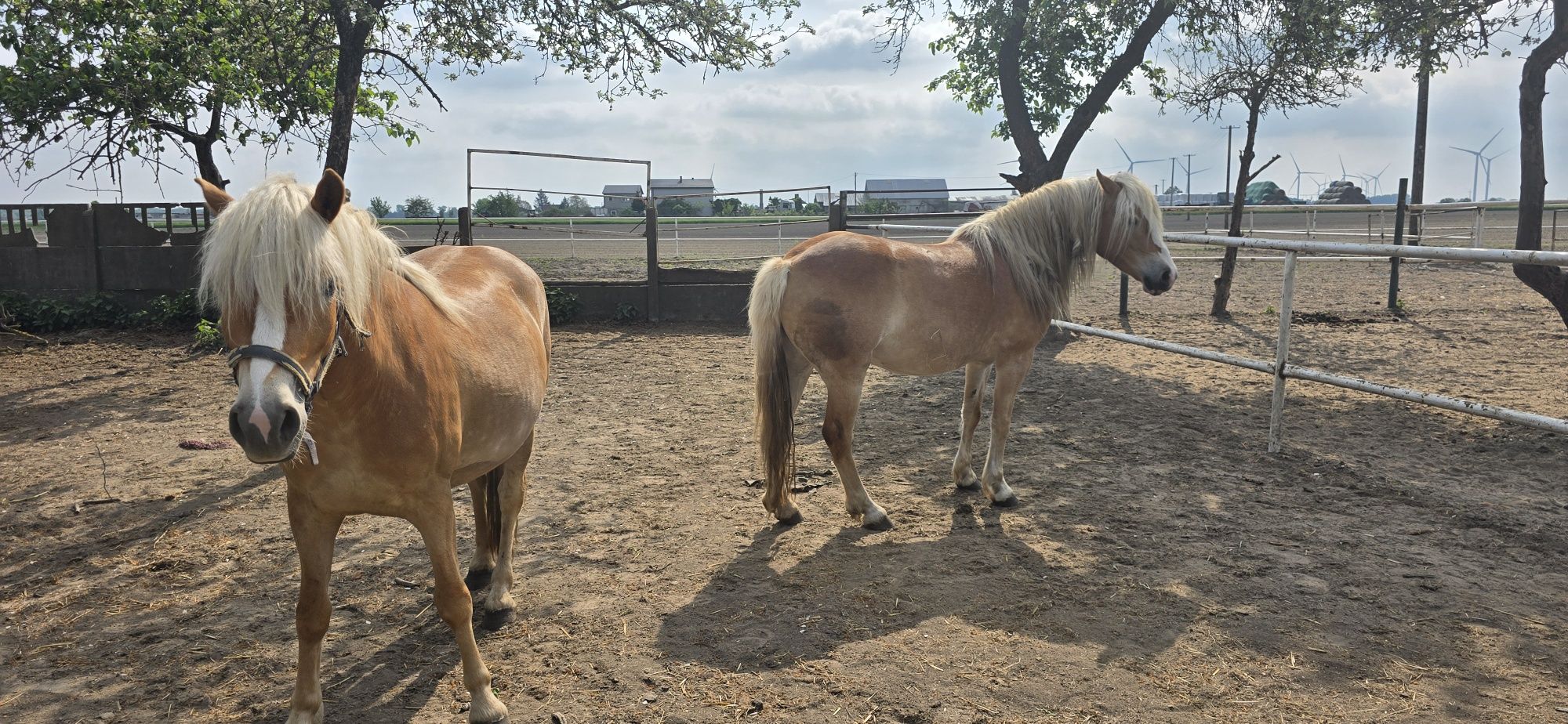 Klacze Haflinger  para sprzedam
