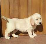 Golden Retriever suczka