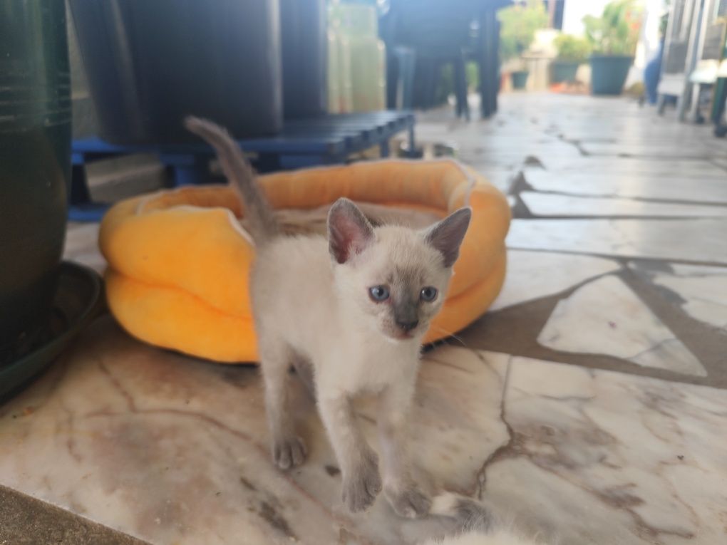 Gata para adoção