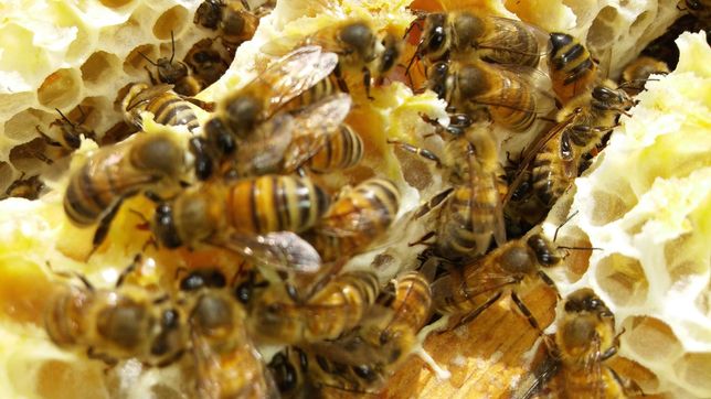 Pakiety pszczele 2022 odkłady rój