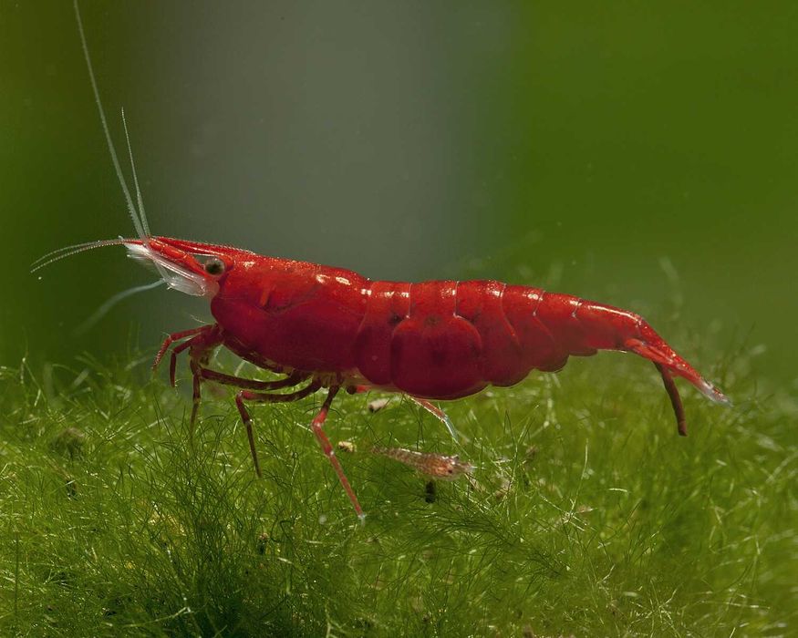 Krewetka SAKURA RED - Neocaridina - Caridina - dowóz, wysyłka