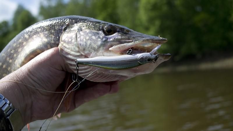 Воблери хіт сезону! Zip Baits OSP Lucky Craft Jackall/для щуки/судака