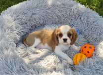 Cavalier King Charles Spaniel - piesek 8 tygodniowy