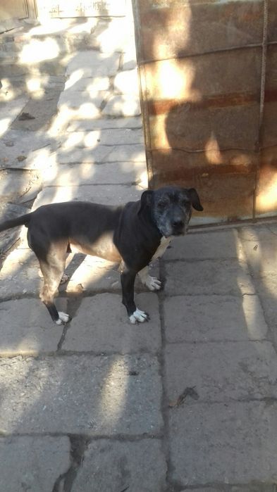 Домашняя передержка собак