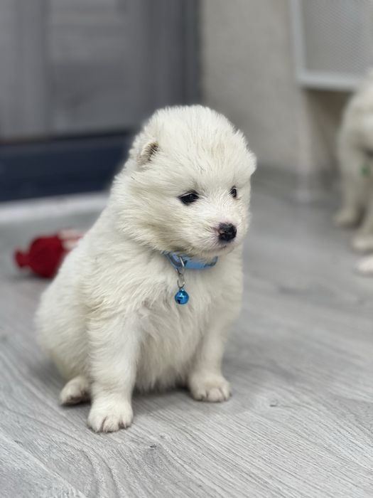 Самоєдики Ведмедики