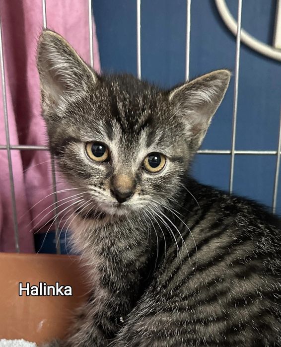 Ogonek, Halinka i Grzyweczka szukają swoich ludzi.