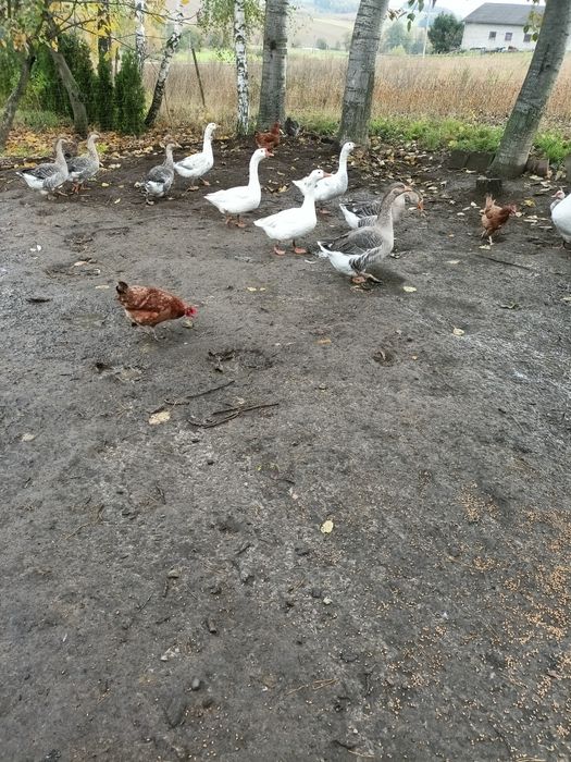 Gęsi młode okazja zamiana .