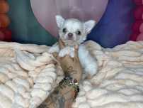 Chihuahua***Długowłosy***Cudowny***Chłopczyk