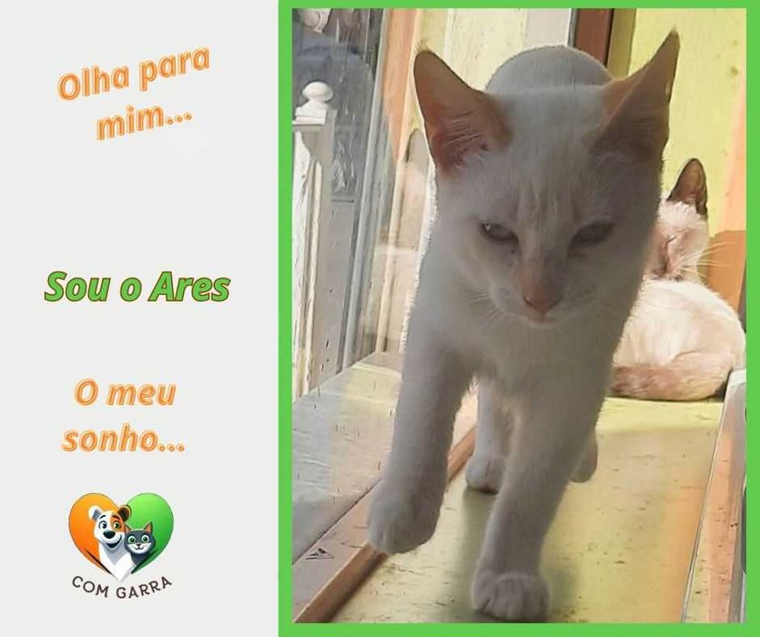 Gatinhos para adoção